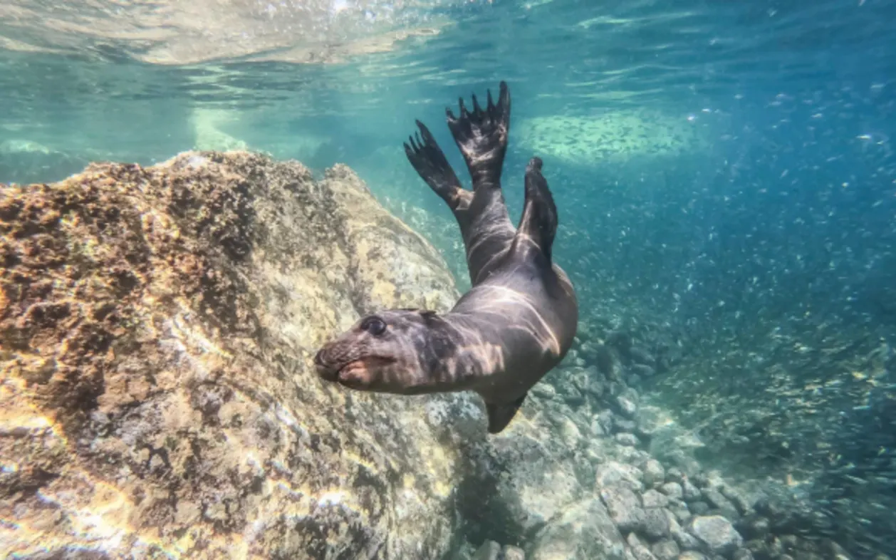 sea lion underwater mexico
